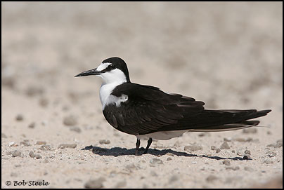 Sooty Tern (Sterna fuscata)