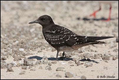 Sooty Tern (Sterna fuscata)