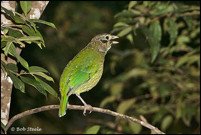 Spotted Catbird (Ailuroedus melanotis)