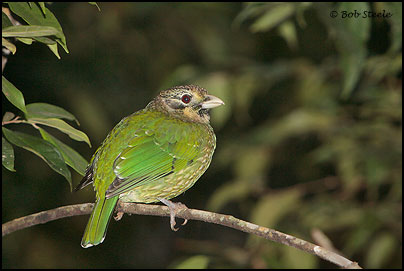 Spotted Catbird (Ailuroedus melanotis)