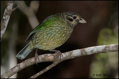 Spotted Catbird (Ailuroedus melanotis)