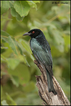 Spangled Drongo (Dicrurus bracteatus)