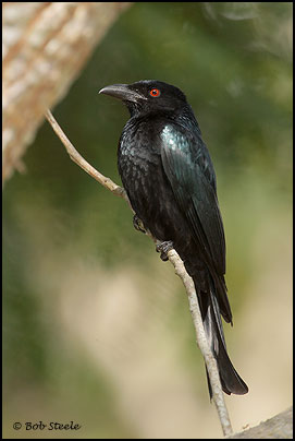 Spangled Drongo (Dicrurus bracteatus)