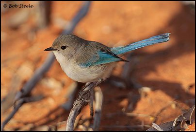 Splendid Fairy-wren (Malurus splendens)