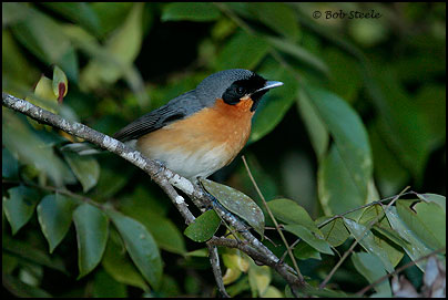 Spectacled Monarch (Monarcha trivirgatus)