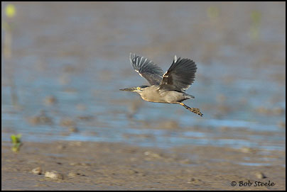 Striated Heron (Butorides striatus)