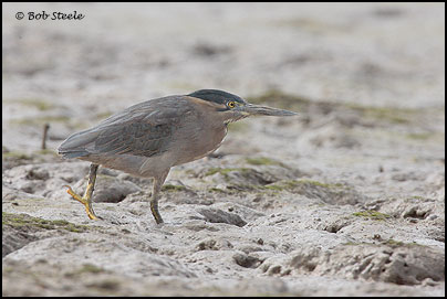Striated Heron (Butorides striatus)