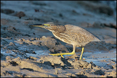 Striated Heron (Butorides striatus)