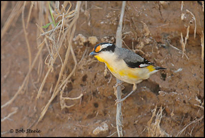 Striated Pardalote (Pardalotus striatus)