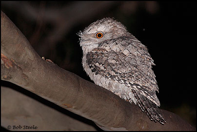Tawny Frogmouth (Podargus strigoides)