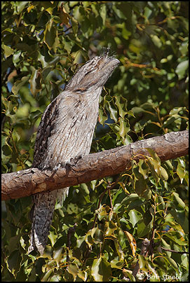 Tawny Frogmouth (Podargus strigoides)