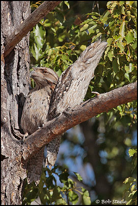 Tawny Frogmouth (Podargus strigoides)