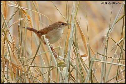 Tawny Grassbird (Megalurus timoriensis)