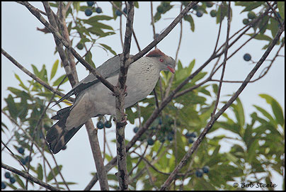  Topknot Pigeon (Lopholaimus antarcticus)