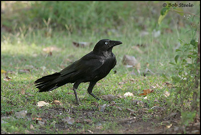 Torresian Crow (Corvus orru)