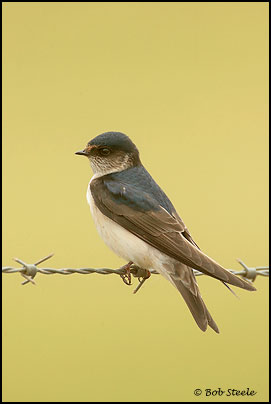 Tree Martin (Hirundo nigricans)
