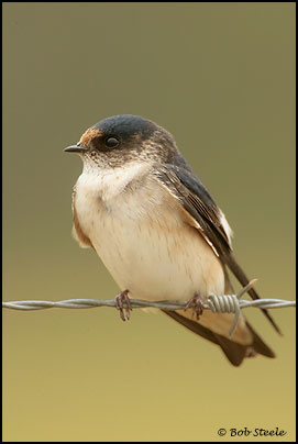 Tree Martin (Hirundo nigricans)