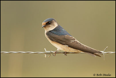 Tree Martin (Hirundo nigricans)