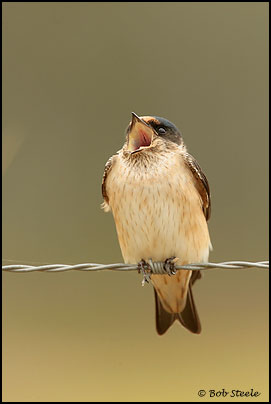 Tree Martin (Hirundo nigricans)