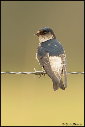 Tree Martin (Hirundo nigricans)