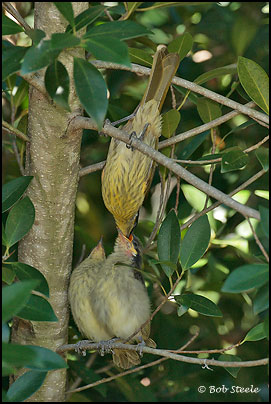 Varied Honeyeater (Lichenostomus versicolor)