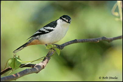 Varied Triller (Lalage leucomela)