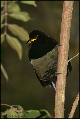 Victoria's Riflebird (Ptiloris victoriae)