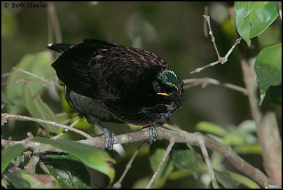 Victoria's Riflebird (Ptiloris victoriae)