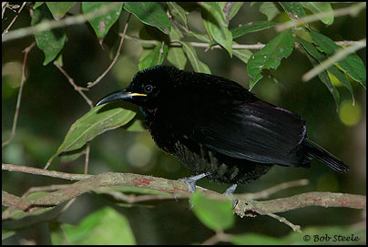 Victoria's Riflebird (Ptiloris victoriae)