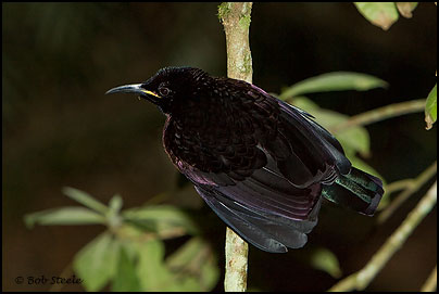 Victoria's Riflebird (Ptiloris victoriae)