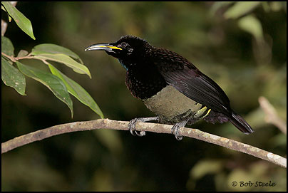 Victoria's Riflebird (Ptiloris victoriae)