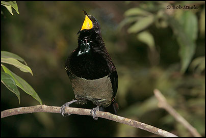 Victoria's Riflebird (Ptiloris victoriae)