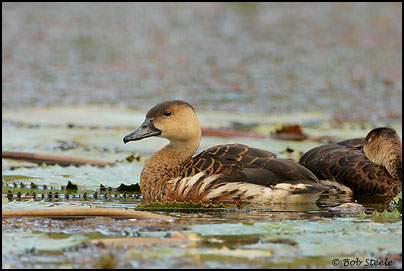 Wandering Whistling-Duck (Dendrocygna arcuata)
