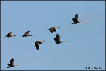 Wandering Whistling-Duck (Dendrocygna arcuata)