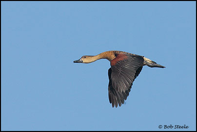 Wandering Whistling-Duck (Dendrocygna arcuata)