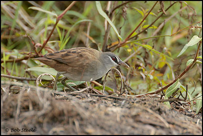 White-browed Crake (Porzana cinerea)