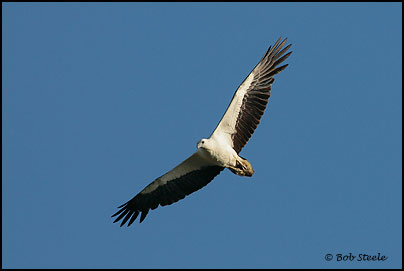 White-bellied Sea-Eagle (Haliaeetus leucogaster)