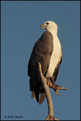 White-bellied Sea-Eagle (Haliaeetus leucogaster)