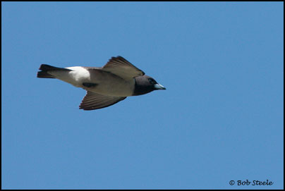 White-breasted Woodswallow (Artamus leucorhynchus)