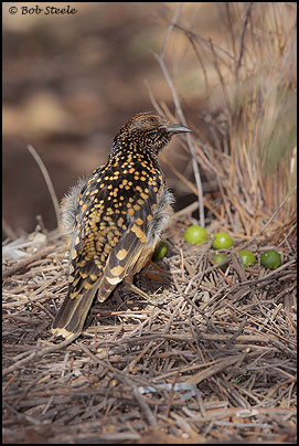 Western Bowerbird (Chlamydera guttata)