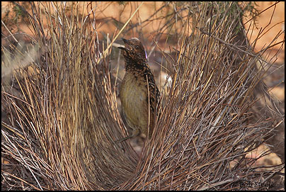 Western Bowerbird (Chlamydera guttata)