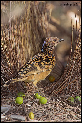 Western Bowerbird (Chlamydera guttata)
