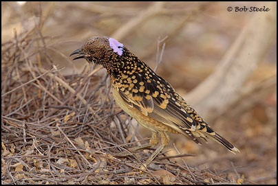 Western Bowerbird (Chlamydera guttata)
