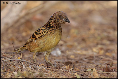 Western Bowerbird (Chlamydera guttata)