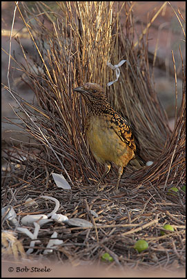 Western Bowerbird (Chlamydera guttata)