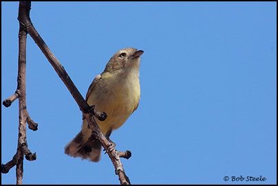 Weebill (Smicrornis brevirostris)