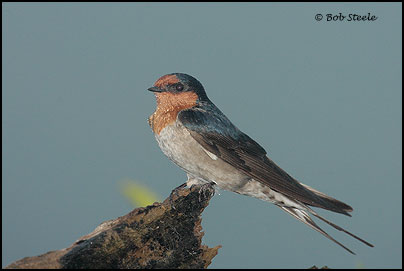 Welcome Swallow (Hirundo neoxena)