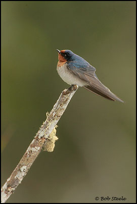 Welcome Swallow (Hirundo neoxena)