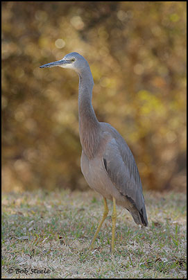 White-faced Heron (Egretta novaehollandiae)