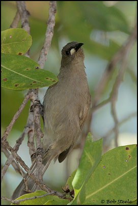White-gaped Honeyeater (Lichenostomus unicolor)
